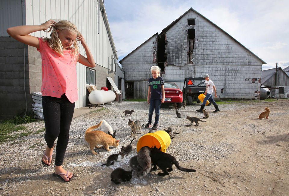 Two girls pour milk for their barn cats at a family farm.