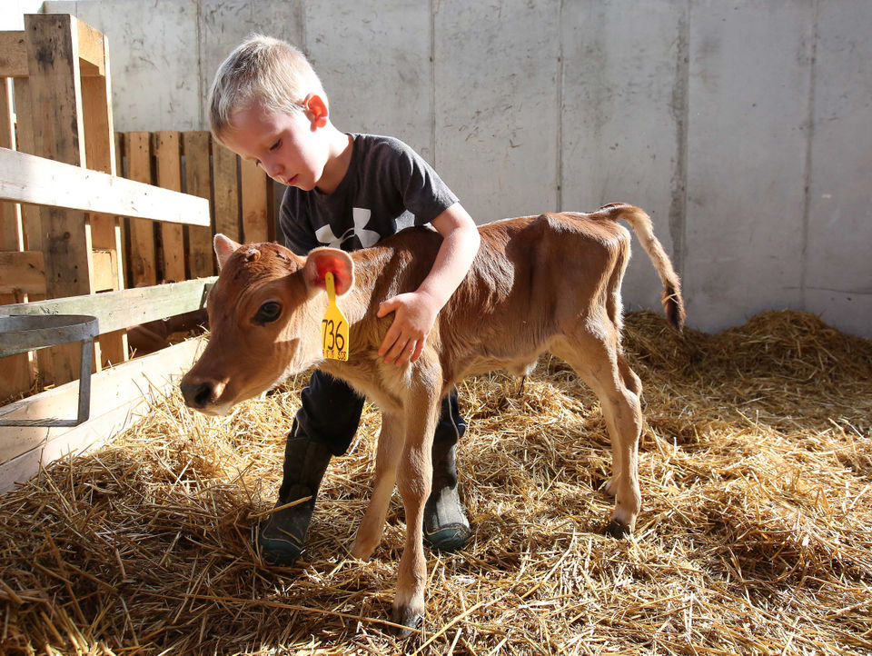 A boy helps a two-day-old calf walk at his family's farm.